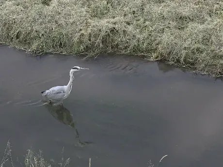 Graureiher (Fischreiher)
