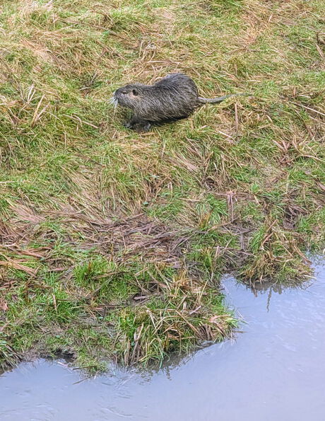 Nutria am Rinnbachufer