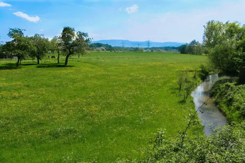 Grüne Wiesen und Natur direkt am Ferienhaus Im Birkenweg