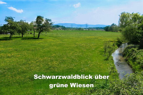 Grüne Wiesen und Natur direkt am Ferienhaus Im Birkenweg
